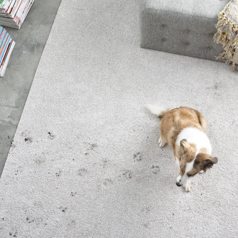 Area rug stain care | Rich's Modern Flooring